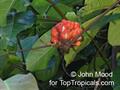 Guarana 